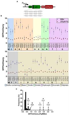 Oxidative stress strongly restricts the effect of codon choice on the efficiency of protein synthesis in Escherichia coli